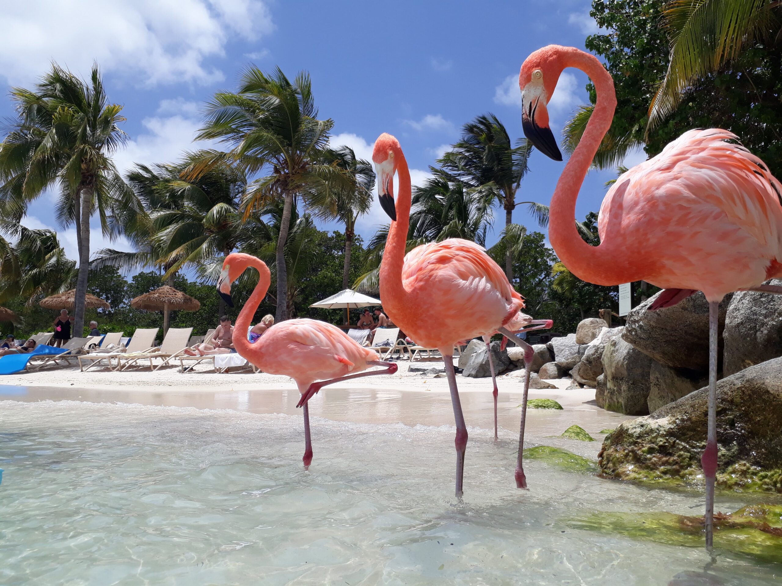 Flamingos em Aruba